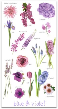 various flowers and their names are shown in this image, with the words lavender on it