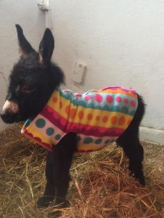 a small black dog wearing a colorful shirt