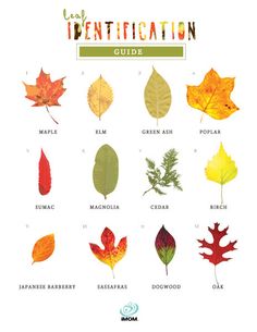 the leaf identification guide is shown with different types of leaves and their names on it