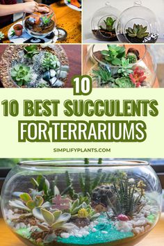 the top ten best succulents for terrariums with text overlay