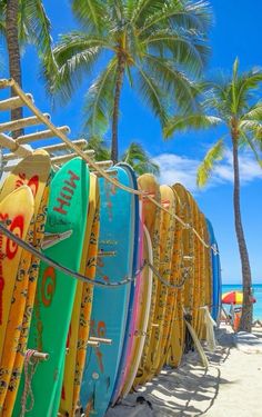 surfboards lined up on the beach with palm trees in the backgroung