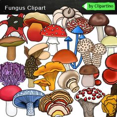 Mushrooms Clip Art / Mushroom Autumn clipart / Types of mushrooms (fungi, fungus) conteins: Agaricus * Amanita * Amanita phalloides * Entoloma hochstetteri * Pholiota * Pleurotus * Rhodotus * Clavaria zollingeri * Boletus edulis * Leccinum * Rubroboletus satanas * Suillus * Xerocomus * Cantharellus cibarius * Geastrales Geastrum * Morchella * Scutellinia scutellata * Phallales Aseroe rubra * Polyporales Trametes versicolor * Lactarius indigo * Russula * Thelephorales Hydnellum peckii * Tremellal Cantharellus Cibarius, Mushroom Autumn, Autumn Clip Art, Types Of Mushrooms, Amanita Phalloides, Poisonous Mushrooms, Art Mushroom, Autumn Clipart, Plant Science