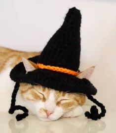 an orange and white cat wearing a witches hat on top of it's head