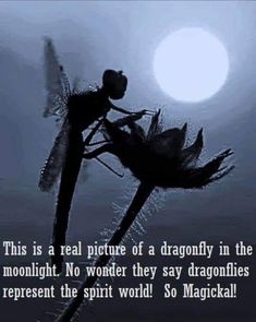 a dragonfly sitting on top of a flower in front of the sun with a caption that reads, this is a real picture of a dragonfly in the moonlight