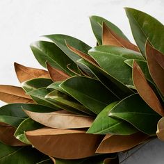 a bunch of green and brown leaves on a white surface