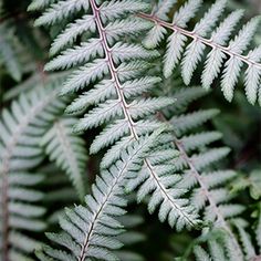 close up of green leaves on a tree