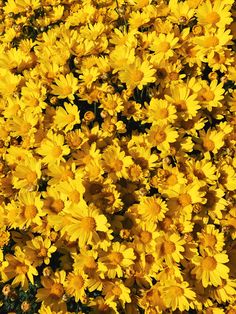 a bunch of yellow flowers that are in the grass