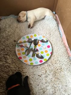 a dog laying on the floor next to a clock