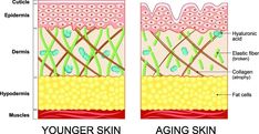 How to Rebuild Collagen in the Face Using These 7 Steps Anti Aging Oils, Younger Skin, Collagen Supplements, Collagen Protein, Eye Wrinkle