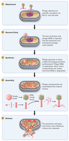 a diagram showing the process of making food from scratchs and other things that are being eaten