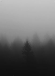 black and white photograph of trees in fog