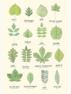 the different types of leaves poster