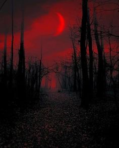 the sun is setting over a dark forest