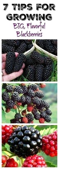 blackberries growing in the garden with text that reads 7 tips for growing big, flavorful blackberrys