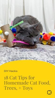 Cat Room Ideas Diy, Cat Owner Tips, Cat Room Ideas, Homemade Cat Food, Toys Food, Diy Cat Tree, Diy Dog Toys