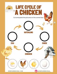 the life cycle of a chicken is shown in this graphic above it's image