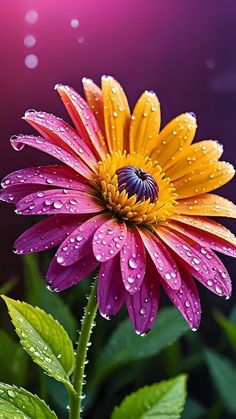 a purple and yellow flower with water droplets on it