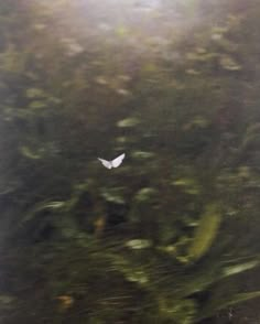 an image of a white bird flying in the air with trees and grass behind it