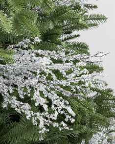 the branches of a tree are covered with white flowers and snowflakes on them