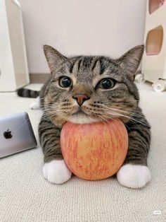 a cat is holding an apple in its mouth