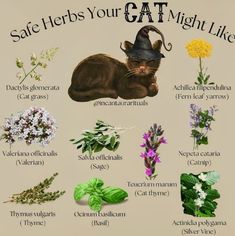 an image of cats that are in the wildflowers and herbs for night life