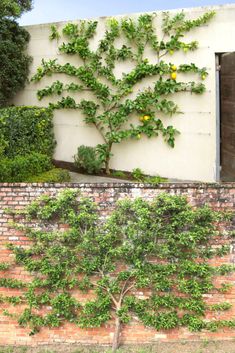 an orange tree growing on the side of a building