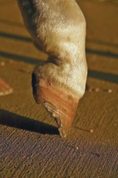 a close up of a dog's feet on the ground with it's foot in the air