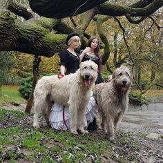 two women standing next to two shaggy dogs