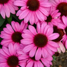 pink flowers with brown centers in the middle