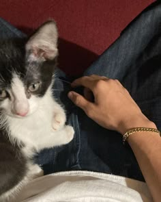 a black and white cat sitting on top of someone's lap next to a persons hand