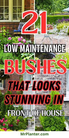 Image showcasing 21 bushes in front of house with low maintenance options. Bushes In Front Of House, Front Yard Design Ideas, Garden Home Ideas, Yard Design Ideas, Yard Landscape Ideas, Garden Front Yard, Landscape Ideas Front Yard Curb Appeal, Garden Front Of House, Front Yard Landscape