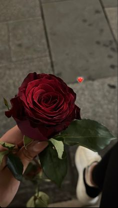 a person holding a red rose in their hand