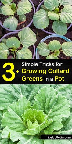 three different types of plants growing in pots with the text 3 simple tricks for growing collard greens in a pot