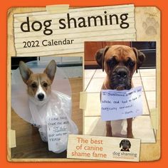 two dogs wearing plastic bags with the words dog shaming written on them, and one is holding a sign