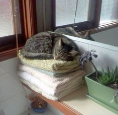 a cat laying on top of towels in a window sill next to a potted plant