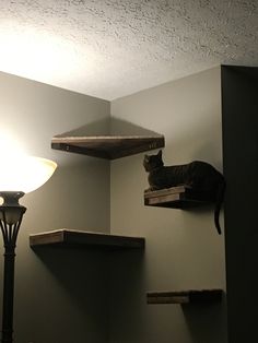 a cat sitting on top of a wooden shelf next to a lamp in a room