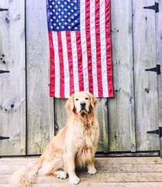 a golden retriever sitting in front of an american flag on a wooden porch next to a fence