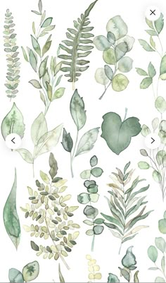 watercolor leaves and plants on a white background