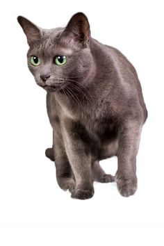 a gray cat with green eyes is standing on a white background and looking at the camera