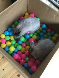 two cats are playing in a box filled with colorful ball pit balls and one cat is sleeping on top