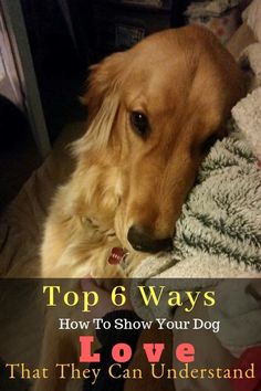 a brown dog laying on top of a bed next to a pile of blankets with the words, top 6 ways how to show your dog love that they can understand