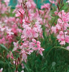 pink flowers are blooming in the grass