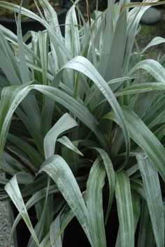 some very pretty green plants in a black pot