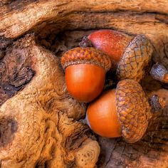 three acorns and two pine cones on a tree trunk