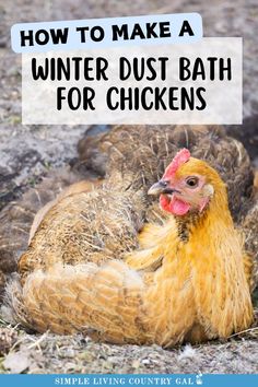 a chicken laying on the ground with text overlay that reads how to make a winter dust bath for chickens