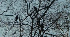 two black birds sitting in the branches of a tree with no leaves on it's branches