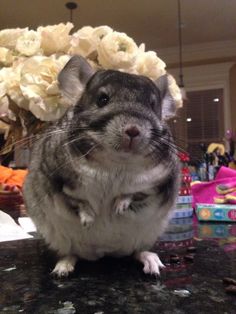 a small rodent sitting on top of a counter next to a bunch of flowers