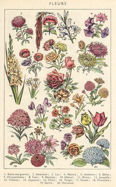 an old book with flowers and plants on the pages, including one large flowered plant