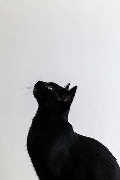 a black cat sitting on top of a wooden table next to a white wall and looking up at the sky