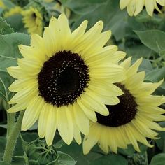 the sunflowers are blooming very bright yellow